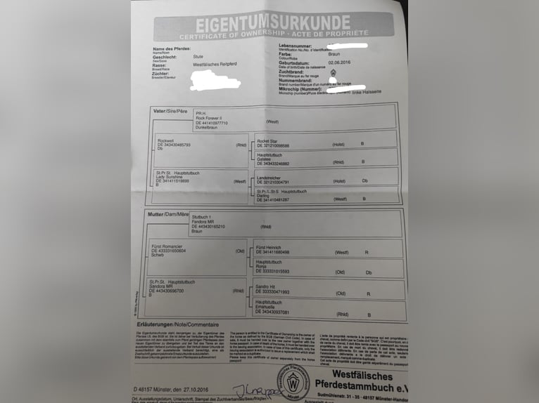 Westfale Stute 9 Jahre 175 cm Brauner in Lage