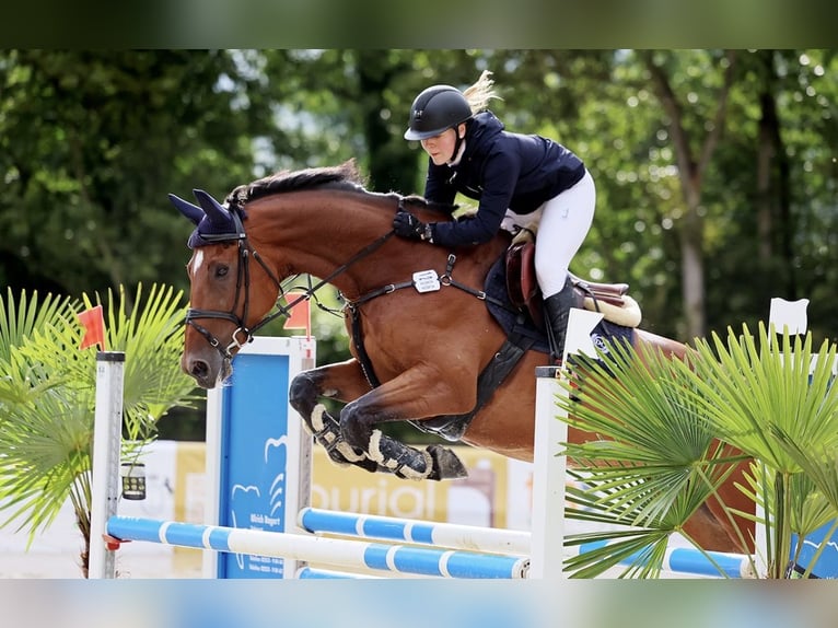 Westfale Stute 9 Jahre 175 cm in Horstmar