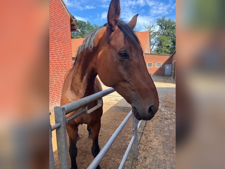 Westfale Stute 9 Jahre 178 cm Brauner in Dülmen