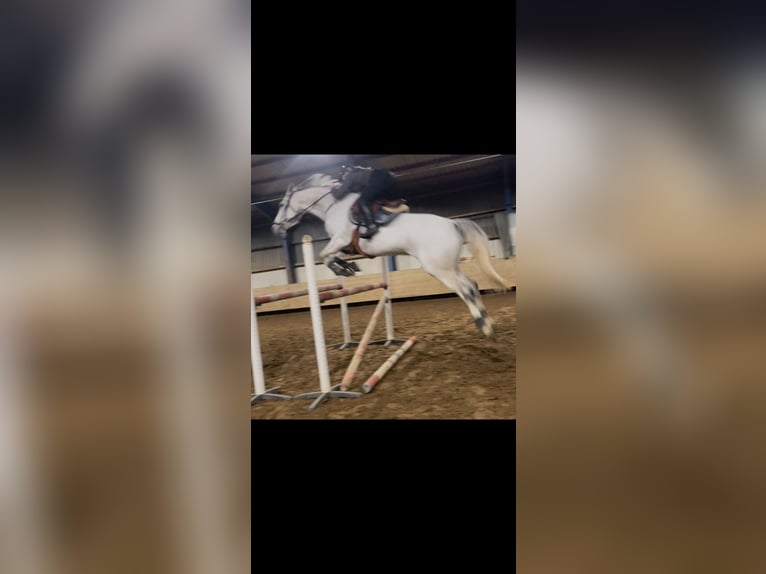 Westfale Stute 9 Jahre 178 cm Schimmel in Wallenhorst
