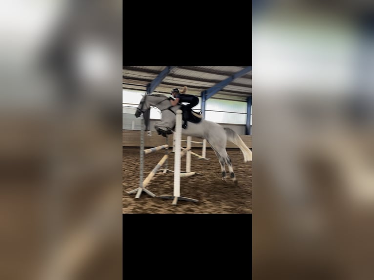 Westfale Stute 9 Jahre 178 cm Schimmel in Wallenhorst