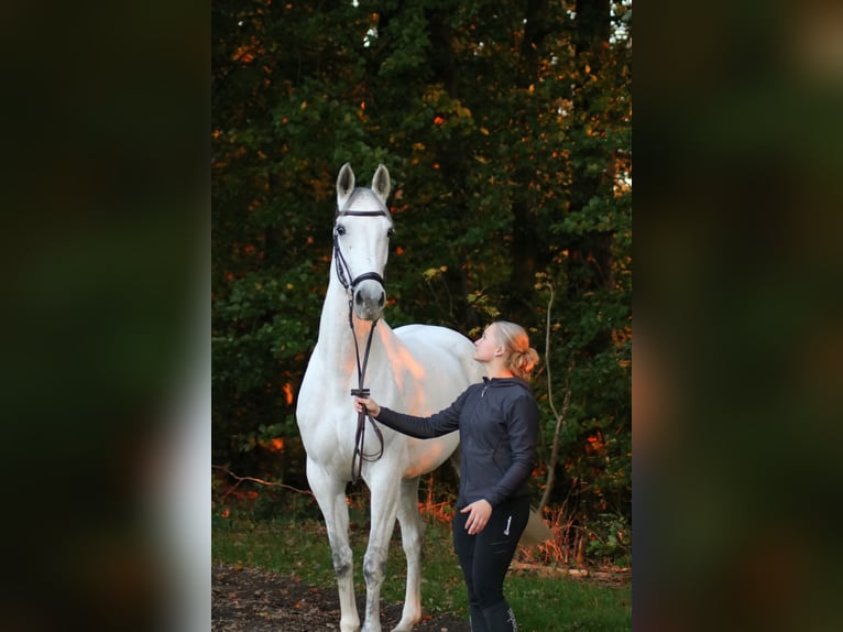 Westfale Stute 9 Jahre 178 cm Schimmel in Wallenhorst
