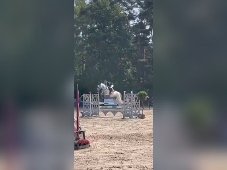 Westfale Stute 9 Jahre 178 cm Schimmel in Wallenhorst