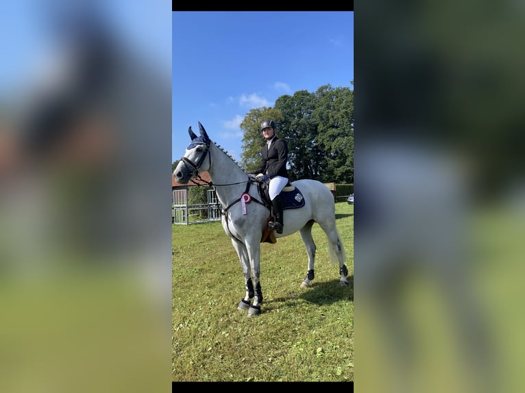 Westfale Stute 9 Jahre 178 cm Schimmel in Wallenhorst