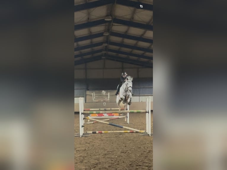 Westfale Stute 9 Jahre 178 cm Schimmel in Wallenhorst