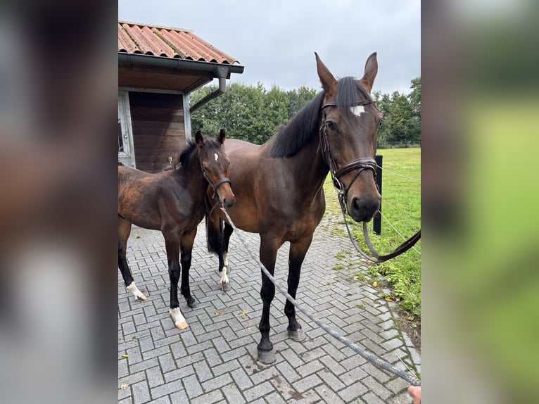 Westfale Stute 9 Jahre in Beelen