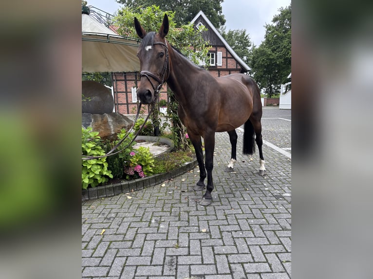 Westfale Stute 9 Jahre in Beelen
