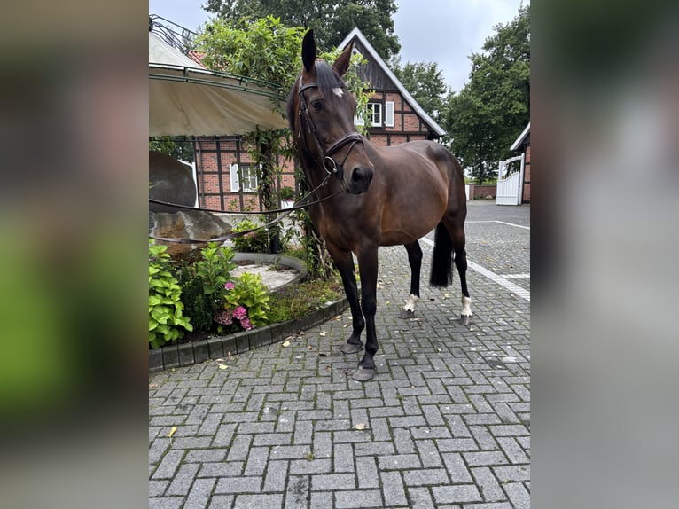 Westfale Stute 9 Jahre in Beelen