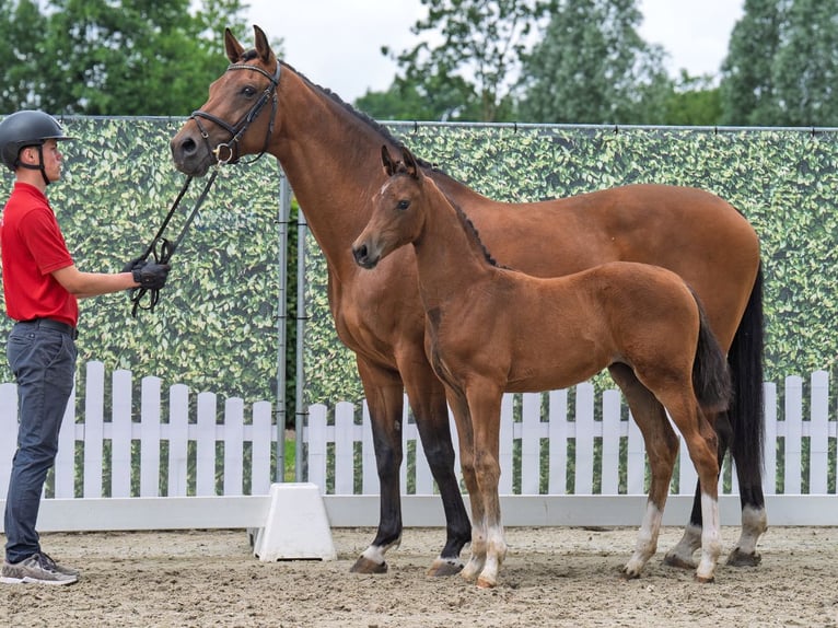 Westfale Stute  165 cm Brauner in D&#xFC;lmen