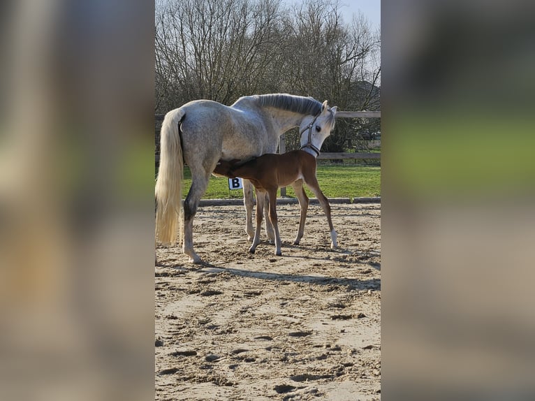 Westfale Stute Fohlen (03/2026) 168 cm Brauner in Wolfhagen