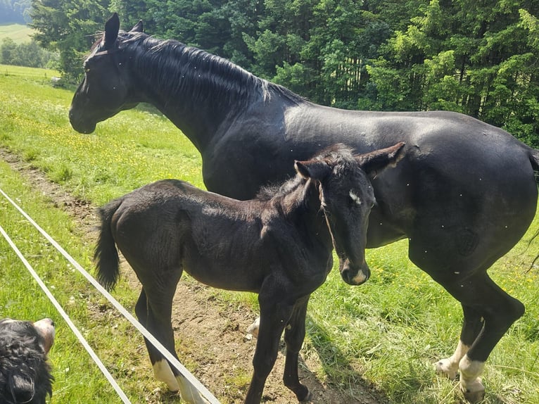 Westfale Stute  168 cm Rappe in V&#xF6;hl