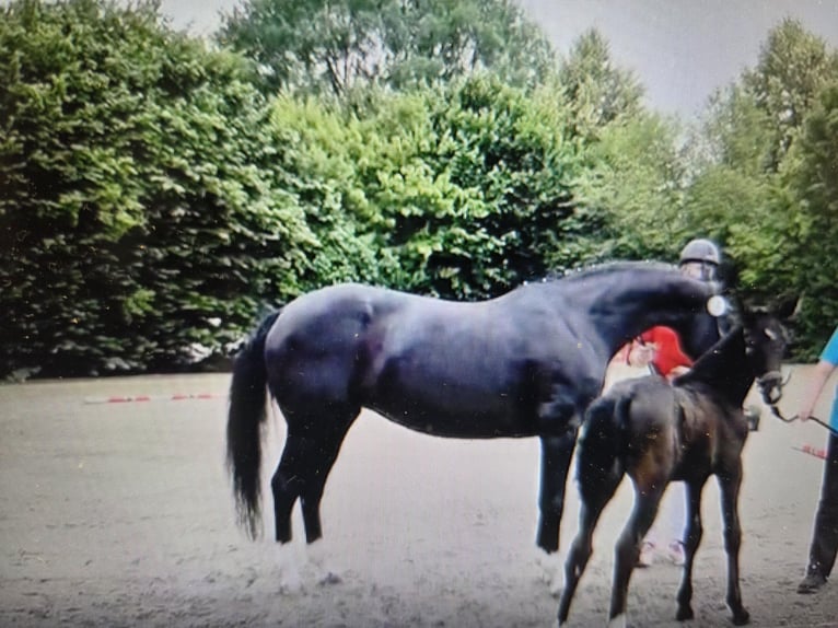 Westfale Stute  168 cm Rappe in V&#xF6;hl