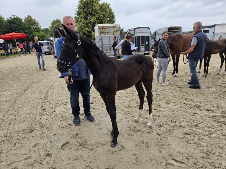 Westfale Stute  168 cm Rappe in V&#xF6;hl