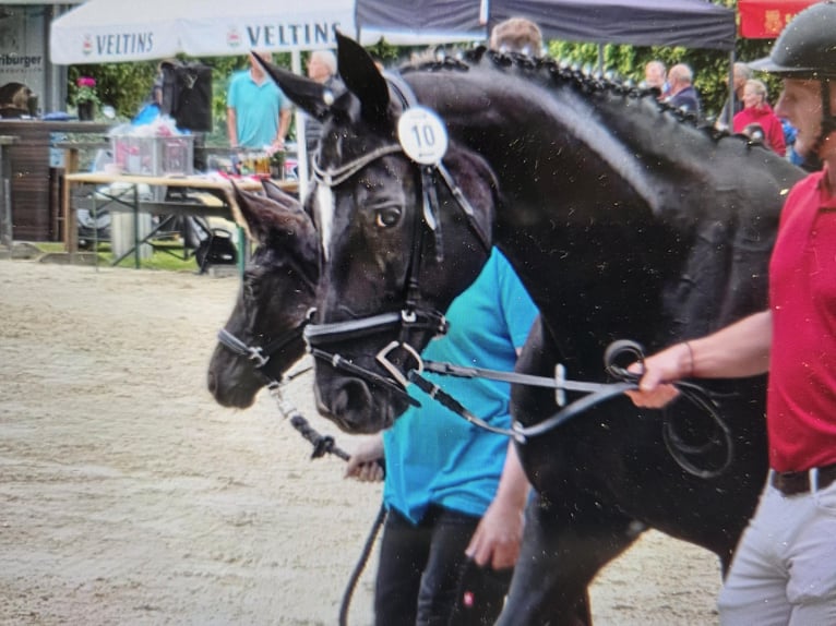 Westfale Stute  168 cm Rappe in V&#xF6;hl
