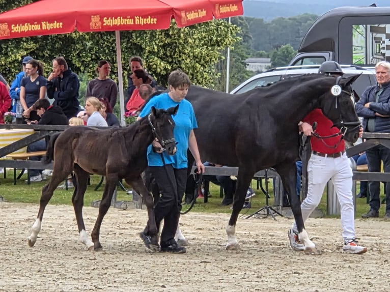 Westfale Stute  168 cm Rappe in V&#xF6;hl