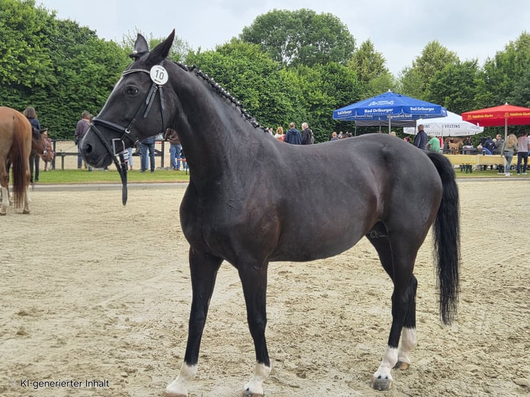 Westfale Stute  168 cm Rappe in V&#xF6;hl