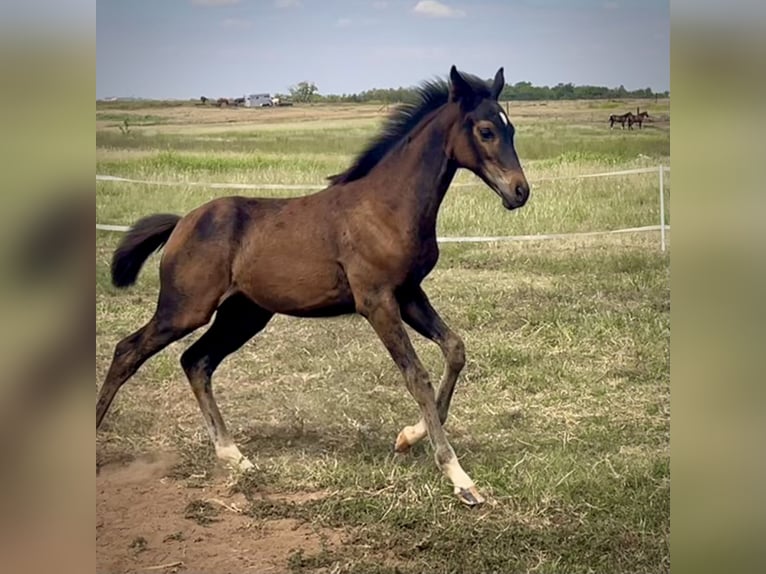 Westfale Stute Fohlen (05/2024) 168 cm Schwarzbrauner in Cashion