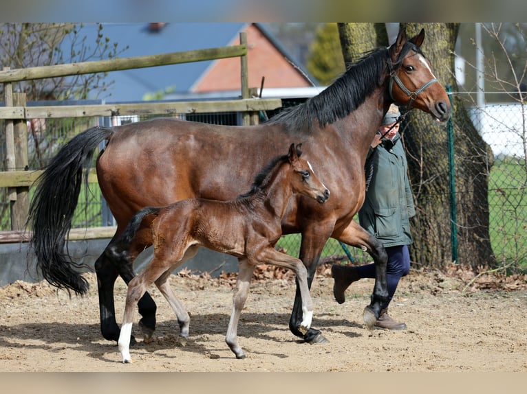Westfale Stute Fohlen (03/2026) 169 cm Brauner in Kutenholz