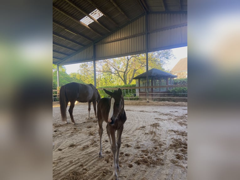 Westfale Stute  170 cm Dunkelbrauner in Ratingen