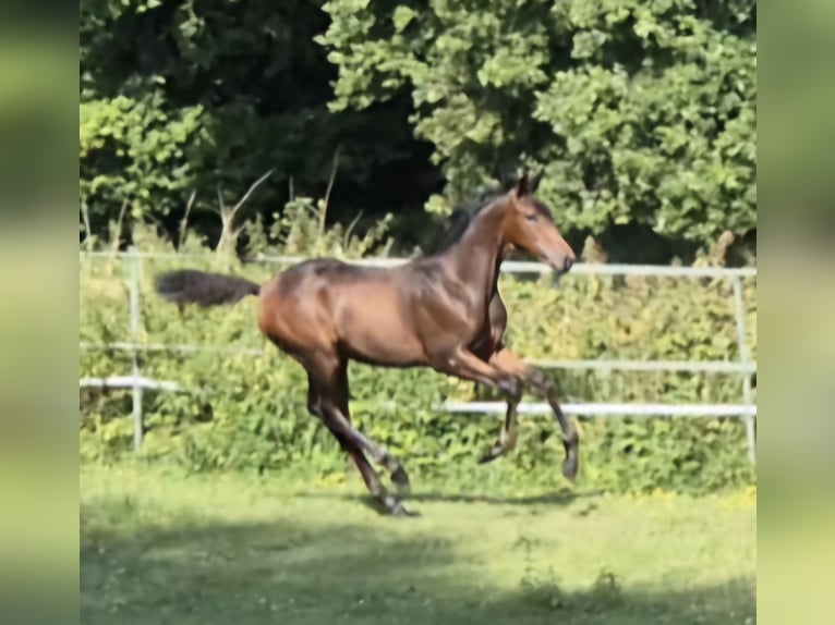 Westfale Stute Fohlen (04/2025) 170 cm Dunkelbrauner in G&#xFC;tersloh