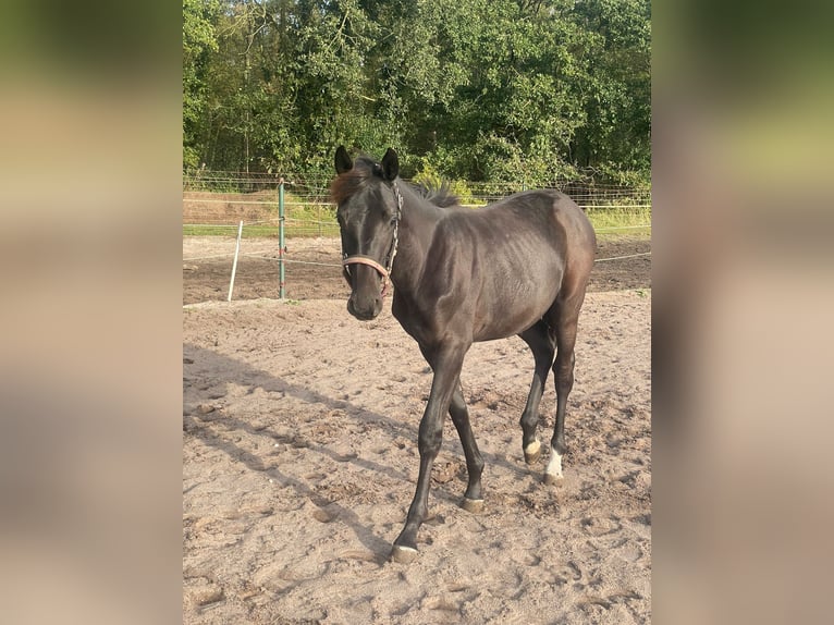 Westfale Stute  170 cm Rappe in Reken