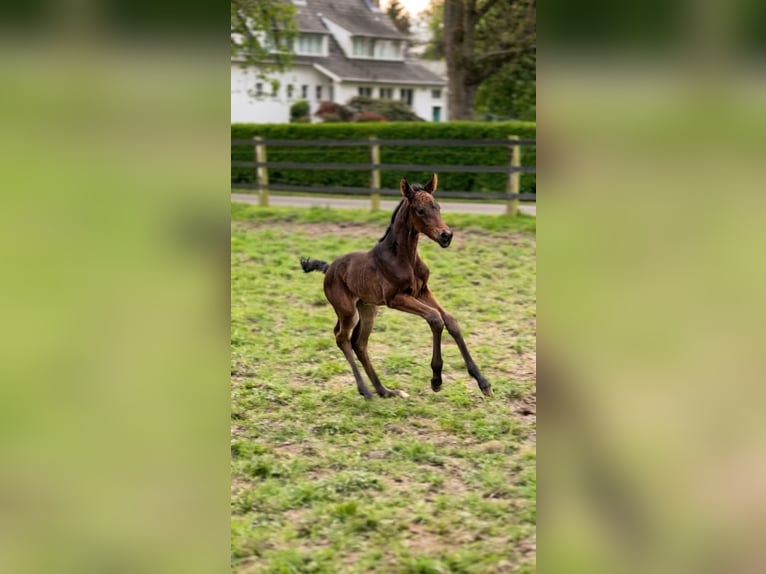Westfale Stute Fohlen (04/2026) 170 cm Schwarzbrauner in Ratingen