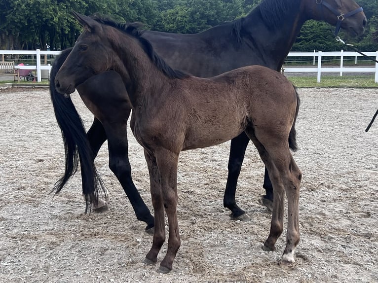 Westfale Stute  172 cm Schwarzbrauner in Recke