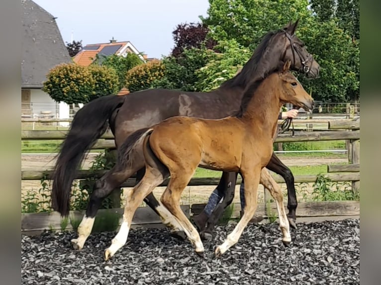 Westfale Stute Fohlen (04/2026) 175 cm Brauner in Horstmar