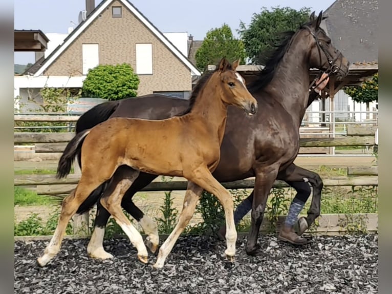 Westfale Stute Fohlen (04/2026) 175 cm Brauner in Horstmar