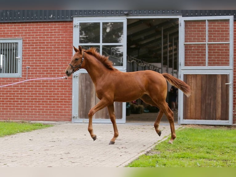 Westfale Stute Fohlen (03/2025) 175 cm Fuchs in Gronau (Westfalen)