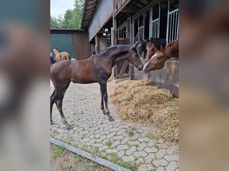 Westfale Stute Fohlen (04/2025) 175 cm Schwarzbrauner in Ratingen