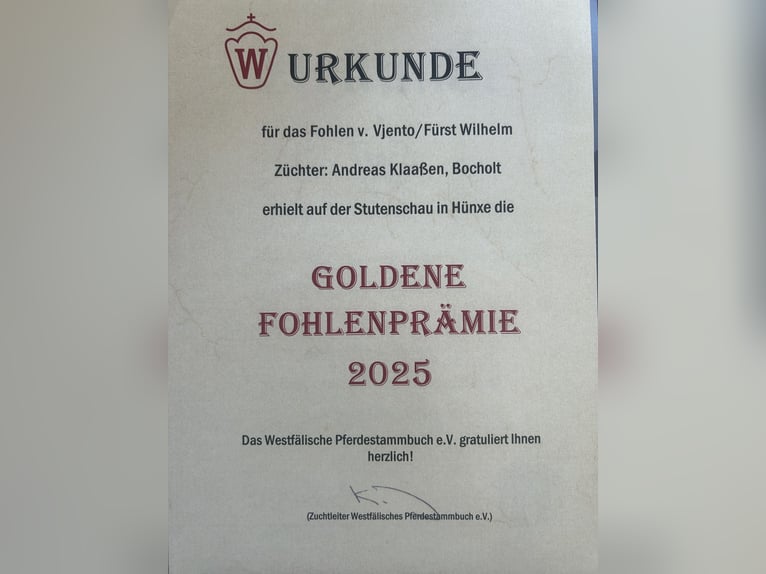 Westfale Stute Fohlen (04/2025) Brauner in Bocholt