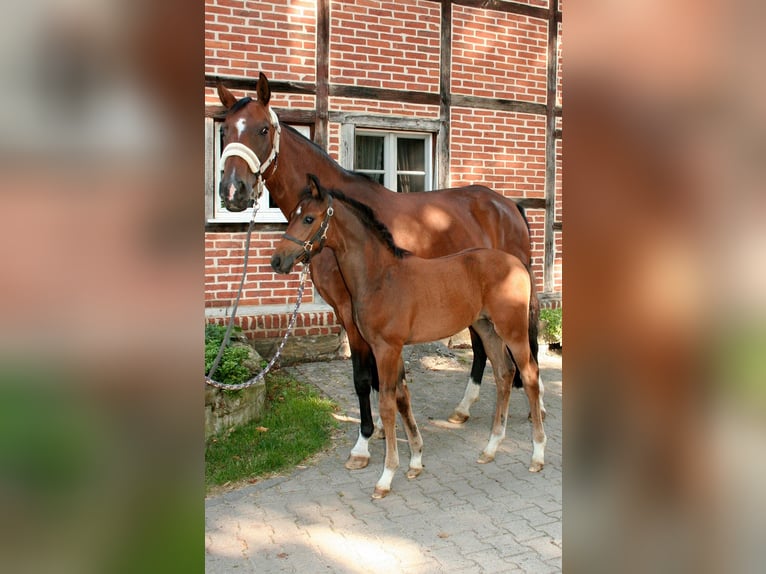Westfale Stute Fohlen (06/2025) Brauner in Hamm