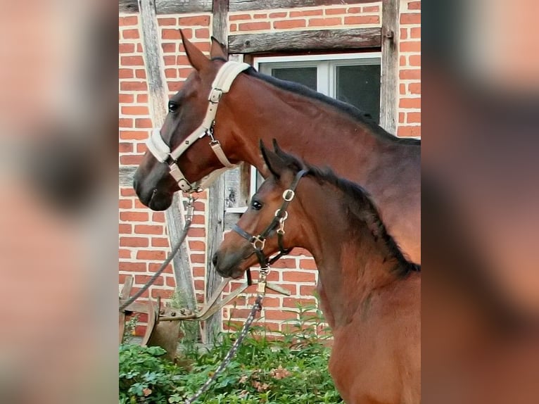 Westfale Stute Fohlen (06/2025) Brauner in Hamm