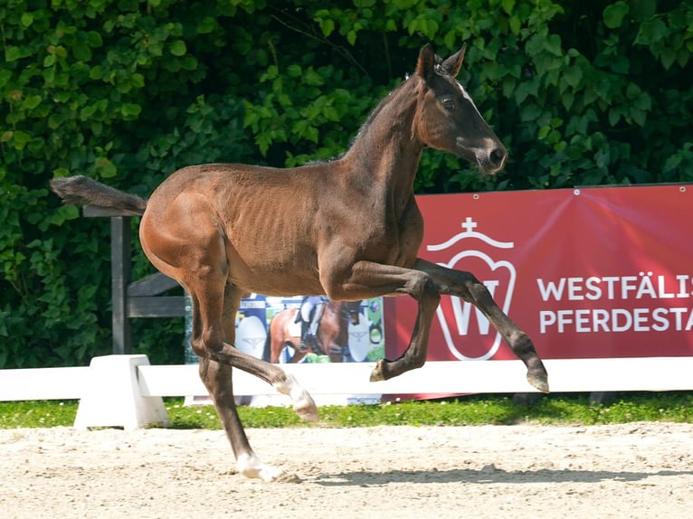 Westfale Stute Fohlen (04/2024) Brauner in Münster-Handorf