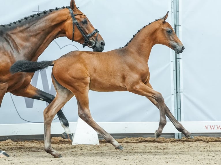 Westfale Stute Fohlen (05/2024) Brauner in Norden-Norddeich