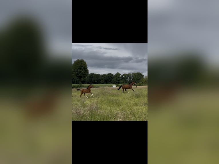 Westfale Stute  Brauner in Vreden