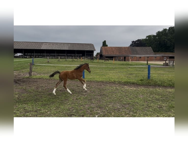 Westfale Stute  Brauner in Vreden