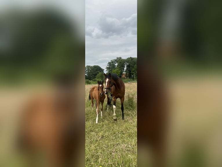 Westfale Stute  Brauner in Vreden
