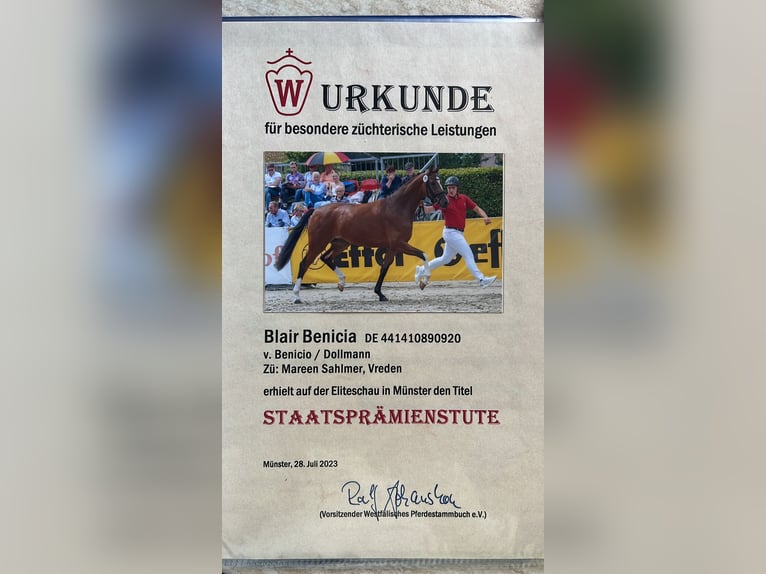 Westfale Stute Fohlen (02/2025) Brauner in Vreden