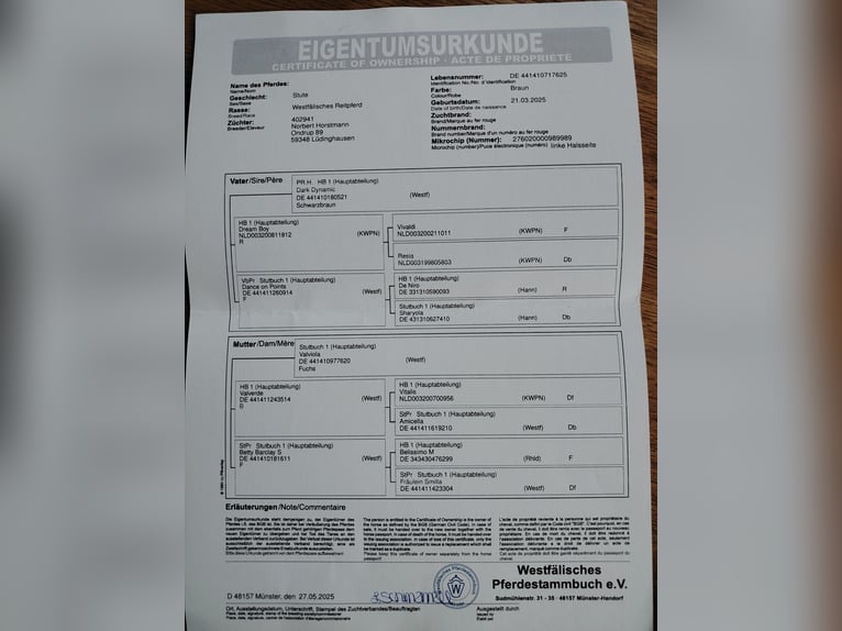 Westfale Stute  Brauner in L&#xFC;dinghausen