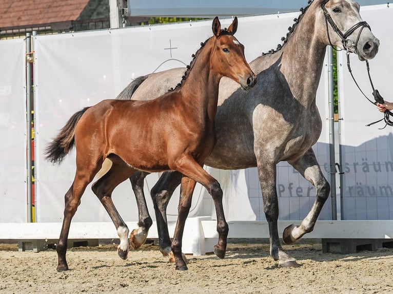 Westfale Stute Fohlen (03/2024) Brauner in Havixbeck