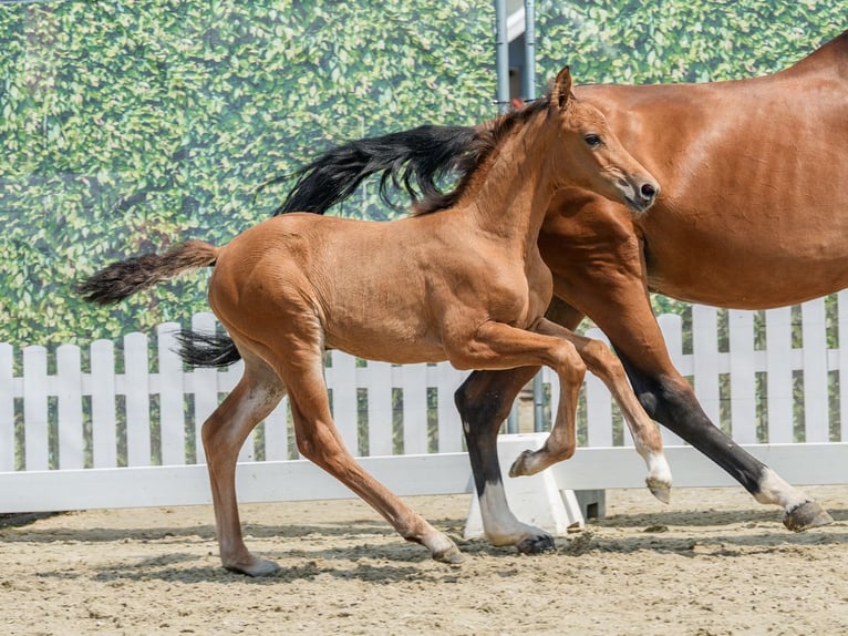 Westfale Stute Fohlen (05/2026) Brauner in Mnster-Handorf