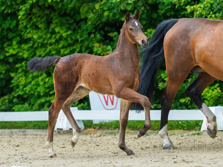 Westfale Stute Fohlen (05/2026) Brauner in Mnster-Handorf
