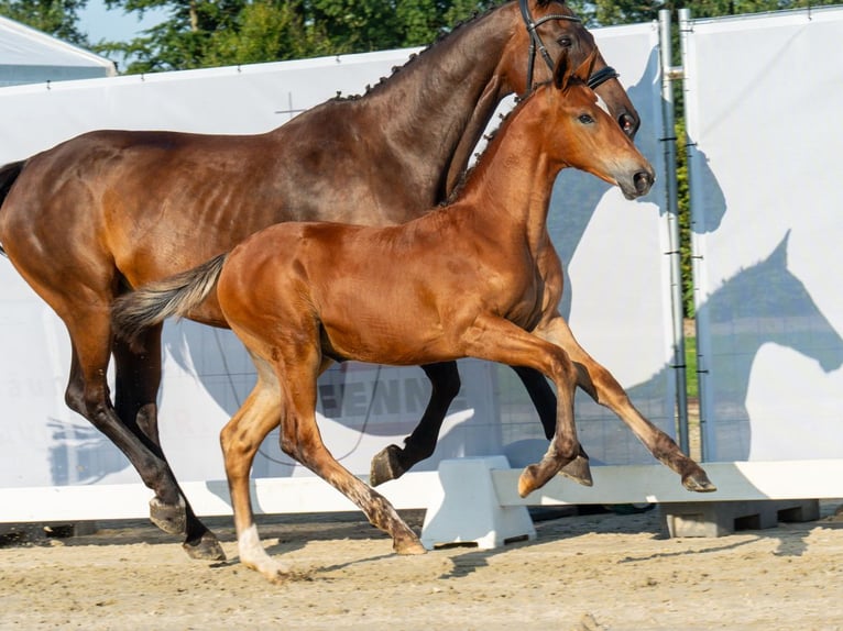 Westfale Stute Fohlen (05/2024) Brauner in Münster-Handorf