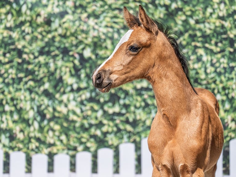 Westfale Stute  Buckskin in M&#xFC;nster Handorf