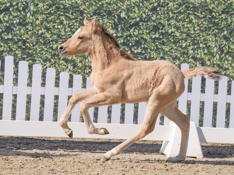 Westfale Stute  Buckskin in Münster-Handorf