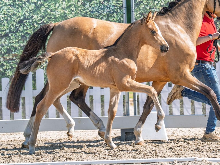 Westfale Stute  Buckskin in M&#xFC;nster Handorf