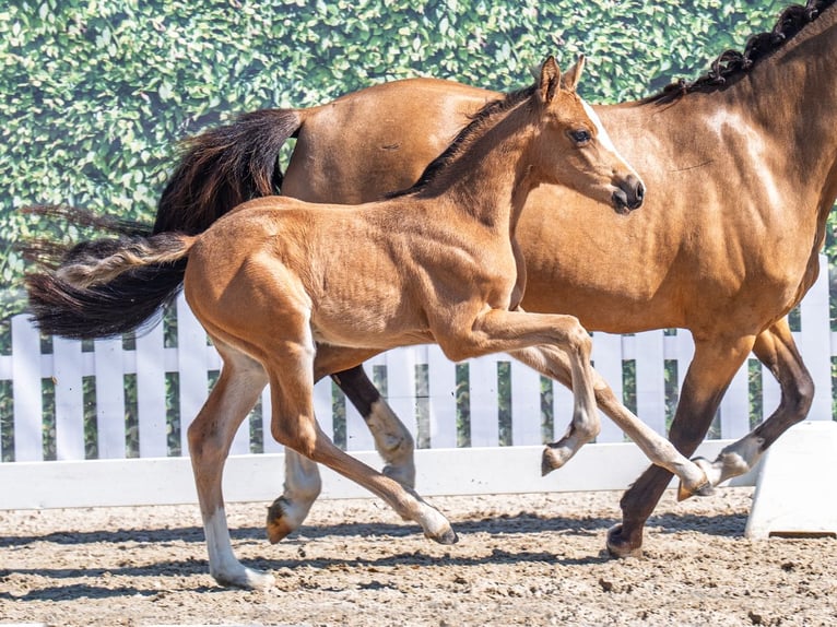 Westfale Stute  Buckskin in M&#xFC;nster Handorf