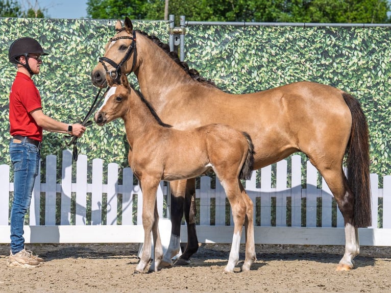 Westfale Stute  Buckskin in M&#xFC;nster Handorf